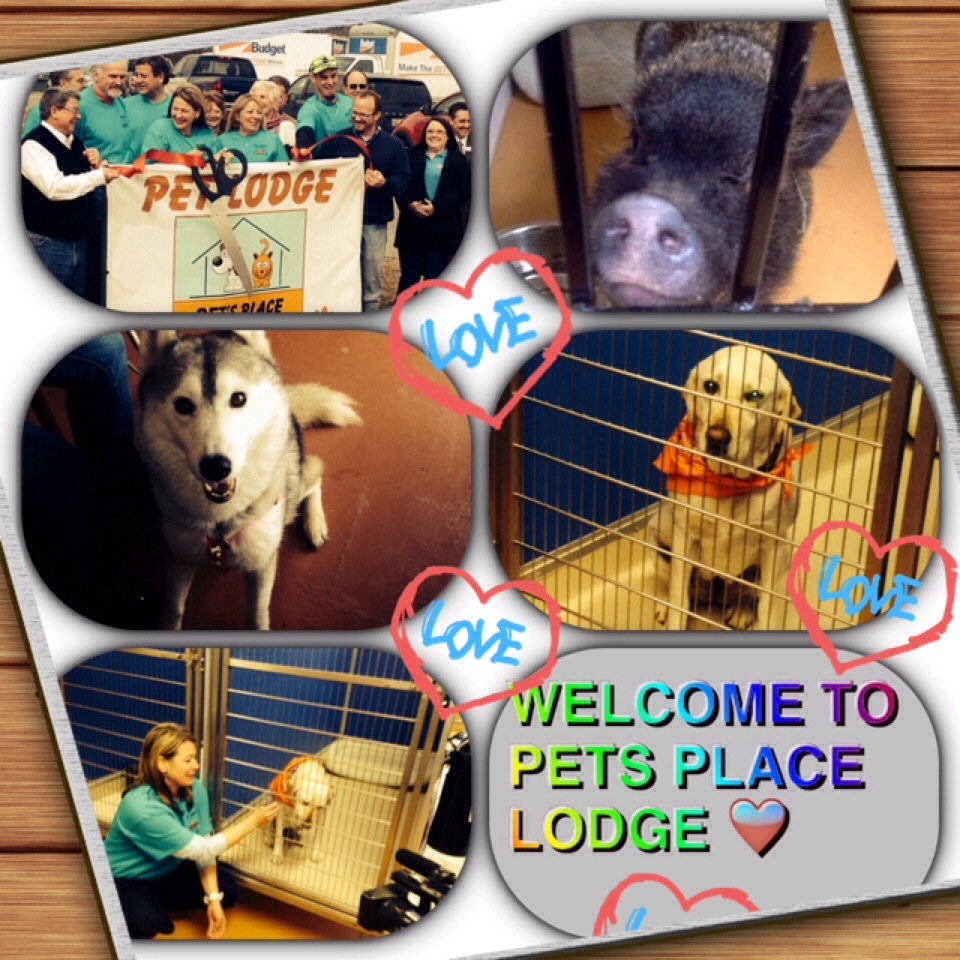 Pets Place Lodge Contact Us